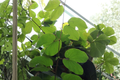 Orchid Tree Live Plant in 4-Inch Cell | Bauhinia spp.