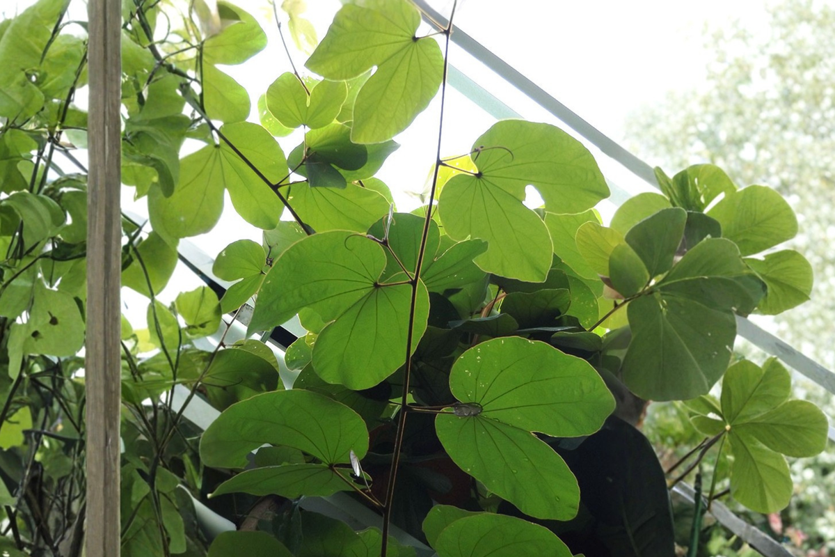 Orchid Tree Live Plant in 4-Inch Cell | Bauhinia spp.