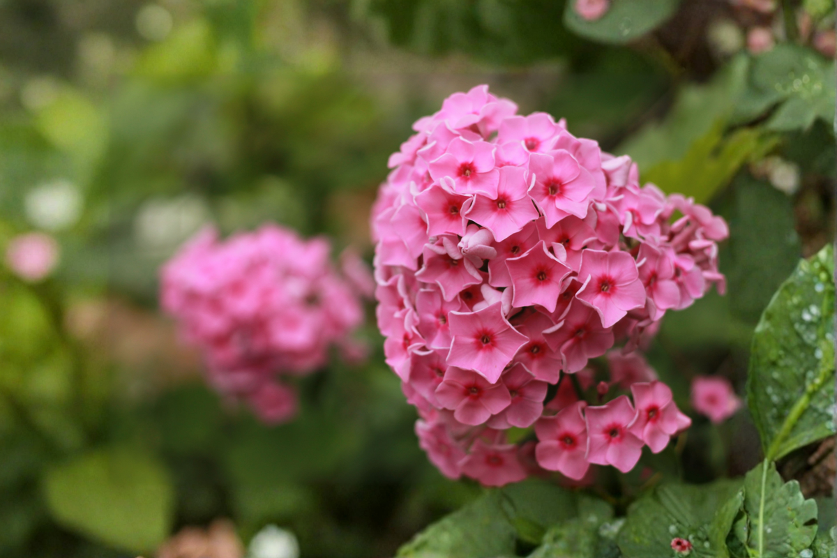 Garden Phlox Coral Creme Drop - Starter Plant (Phlox paniculata) 6–12 in in 2.5 x 3.5 in Pot