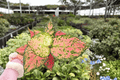 Aglaonema KumKoom – 2 Live Plants in 4-Inch Pots (Exact Plants Shipped)