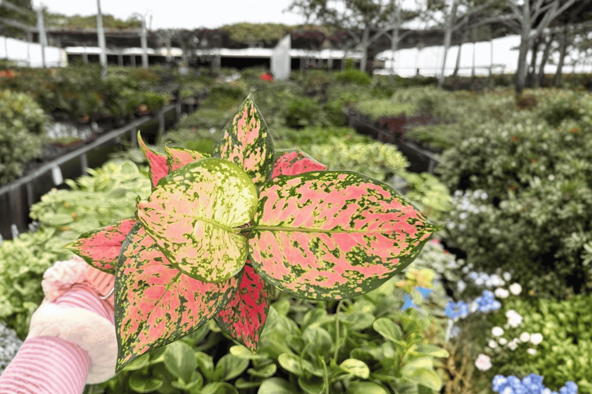 Aglaonema KumKoom – 2 Live Plants in 4-Inch Pots (Exact Plants Shipped)