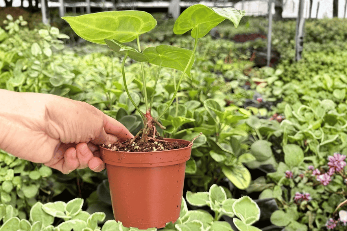 Anthurium Hoffmannii x Green Mamba 2 Live Plants - 4-Inch Pots