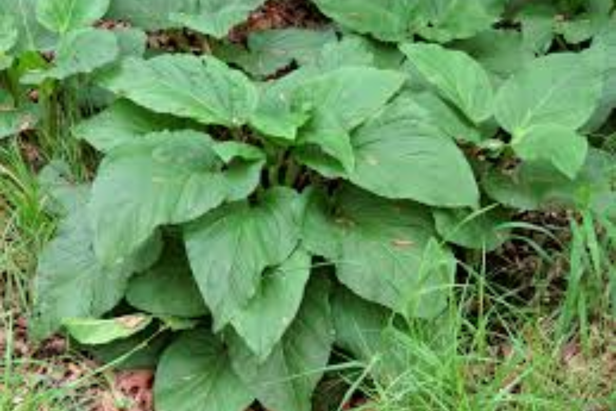 Skunk Cabbage Bare Root Live Plant – Symplocarpus foetidus (Bare Root) Freshly Harvested