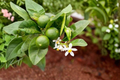 Key Lime Tree Live Plant - Mexican Lime (Citrus × aurantiifolia), 2 Ft Tall, 2 Years Old, Shipped Without Pot