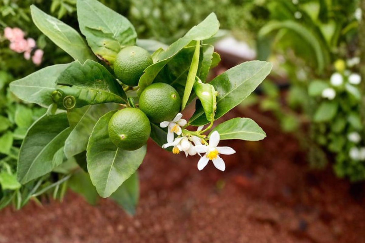 Key Lime Tree Live Plant - Mexican Lime (Citrus × aurantiifolia), 2 Ft Tall, 2 Years Old, Shipped Without Pot