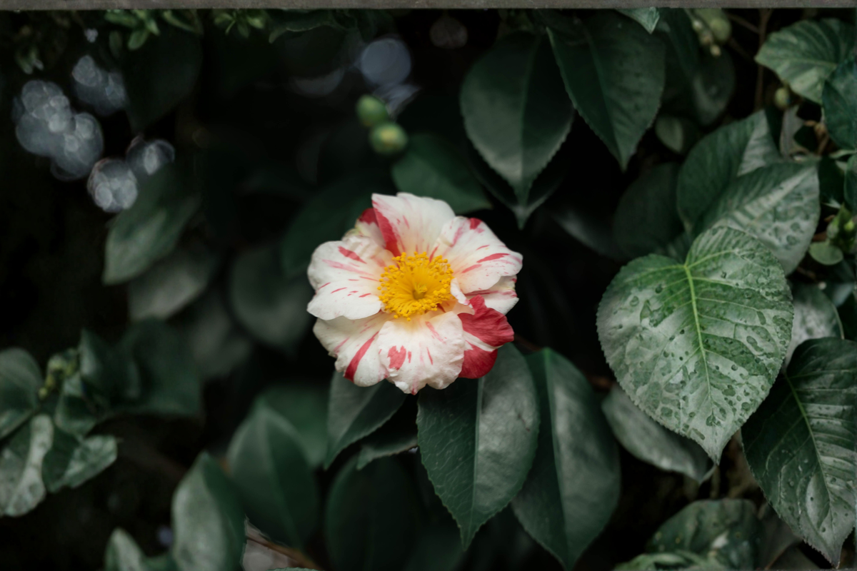 Tri Color Camellia japonica Live Starter Plant — 4L Cell, Ships Without Pot