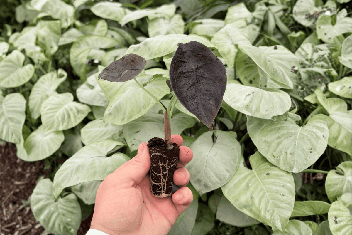 Alocasia cuprea ‘Red Secret’ Starter Plants — 2 Exact Live Plants