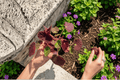 Brad Thompson Begonia Starter Plant – 2 Bare Root Plants (Begonia 'Brad Thompson')