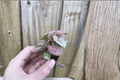 Syngonium Neon Robusta Starter Plants (2) – Bare Root, 2-Inch Pots, Neon Pink-Green Foliage