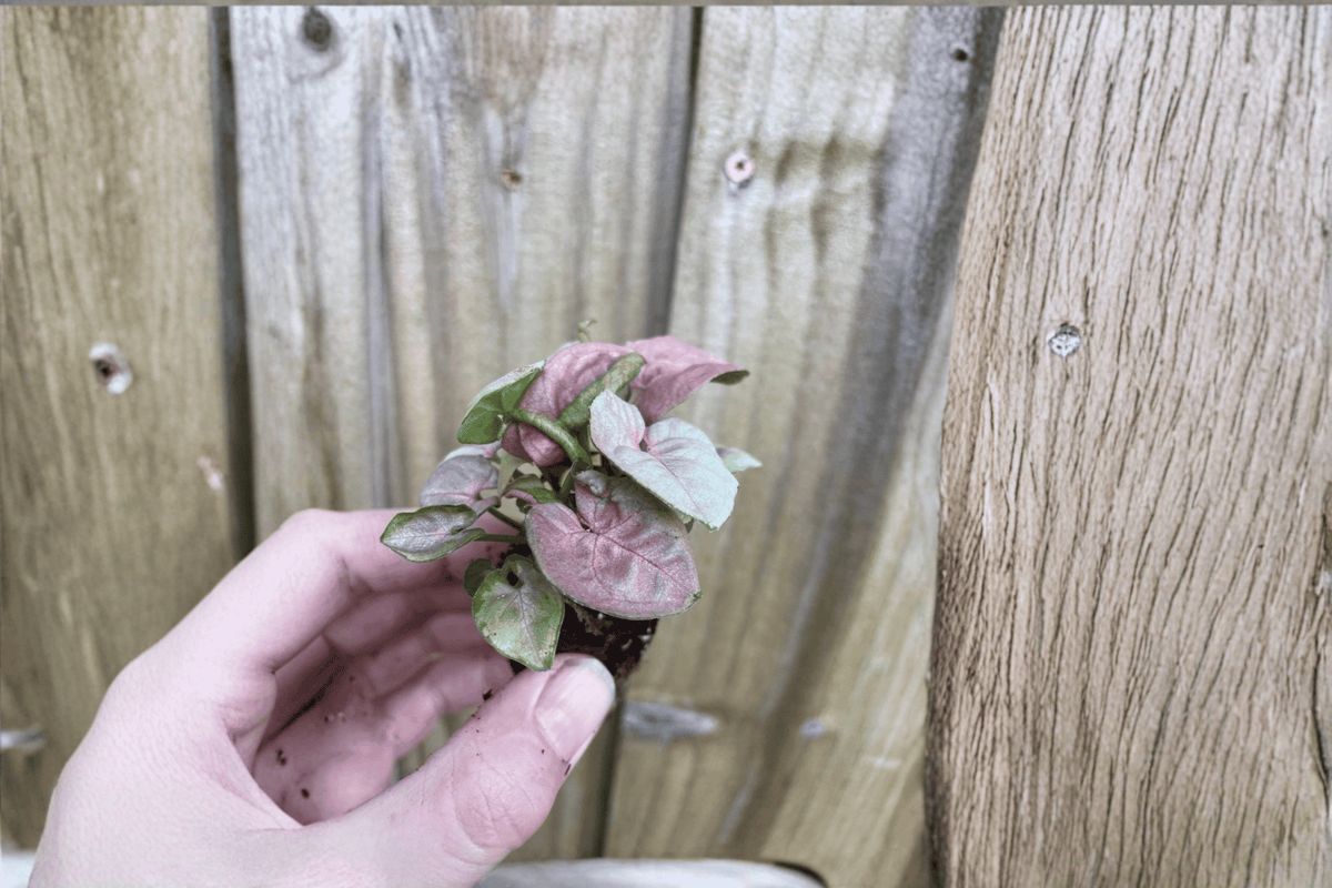Syngonium Neon Robusta Starter Plants (2) – Bare Root, 2-Inch Pots, Neon Pink-Green Foliage