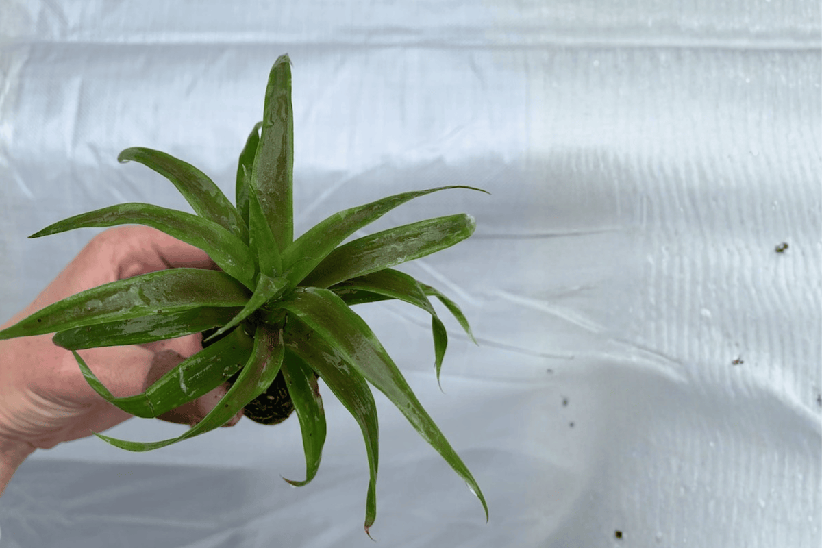 White Jade Pineapple Starter Plants (Ananas comosus) - 2 Live