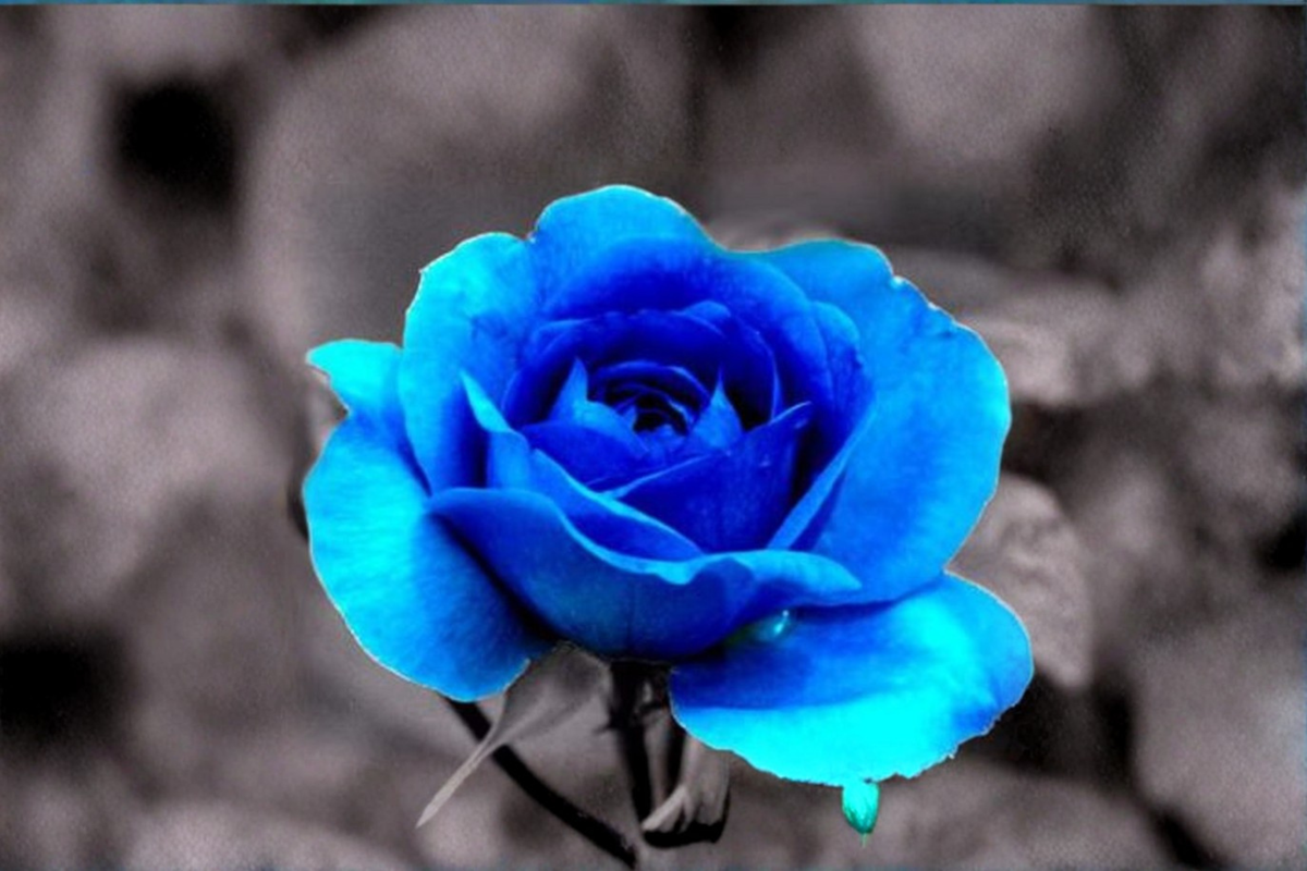 Ghost Blue Rose Seeds - 30 Seed Packet for Outdoor Planting