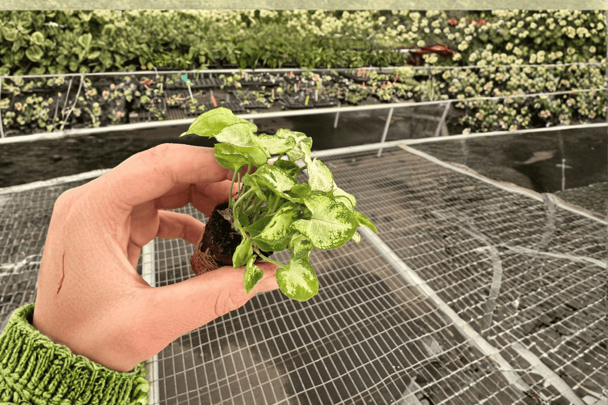 Syngonium Shorty Live Starter Plants - 2-Pack, Bare Root