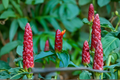 Shampoo Ginger (Awapuhi) Zingiber zerumbet - 2 Live Plants ~12+" Tall