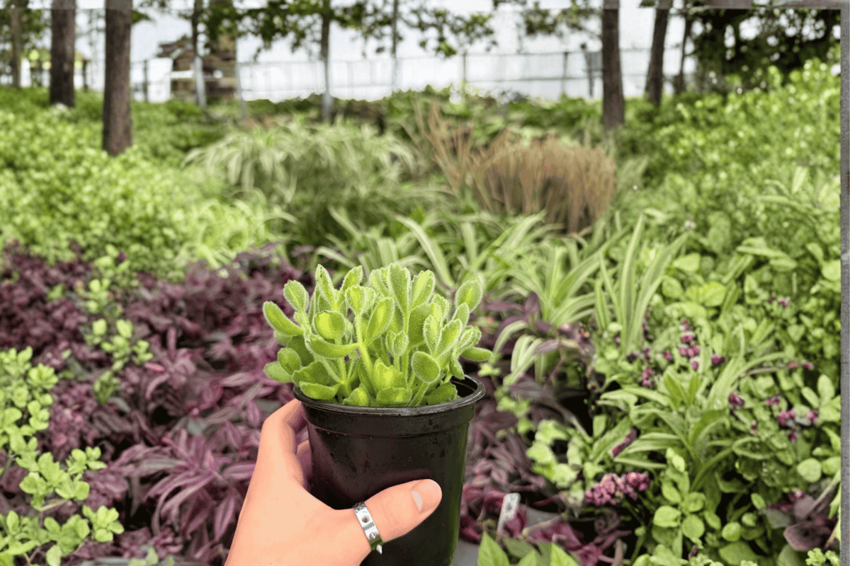 Variegated Bear Paw Cotyledon tomentosa 'Variegata' — 2 Live 4-Inch Potted Plants