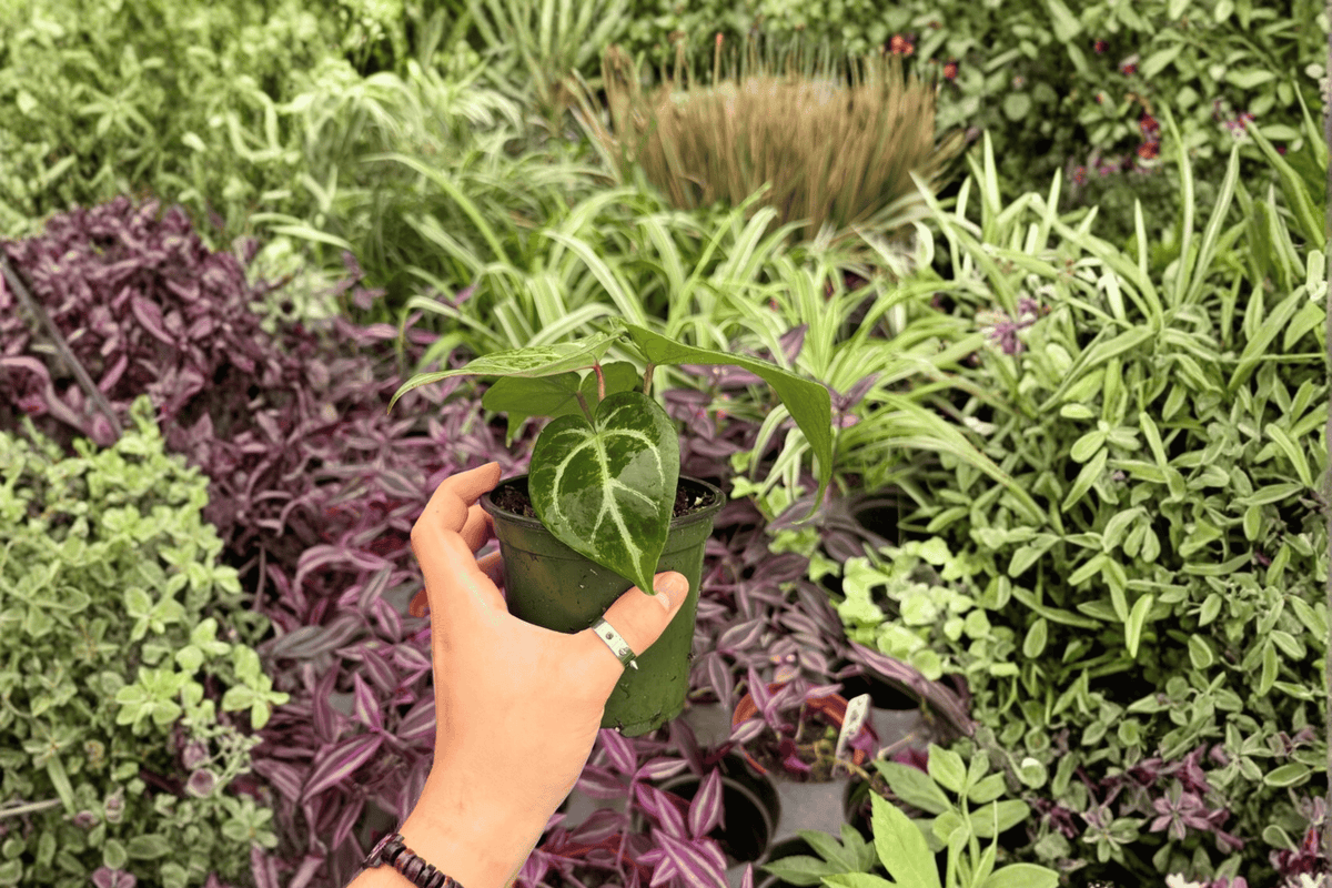 Anthurium Hoffmannii × Red HU – 2 Live Plants in 4-Inch Pots (Exact Plants) Shopping
