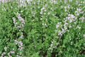 Lemon Thyme Live Plant - 4-Inch Pot | Thymus × citriodorus