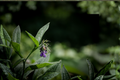 Russian Bocking 14 Comfrey Live Plant Plug - Symphytum × uplandicum 'Bocking 14' (Well-Rooted)