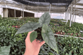 Alocasia Silver Wings Live Plants (2) in 4-Inch Pots | Alocasia scalprum × Silver Dragon