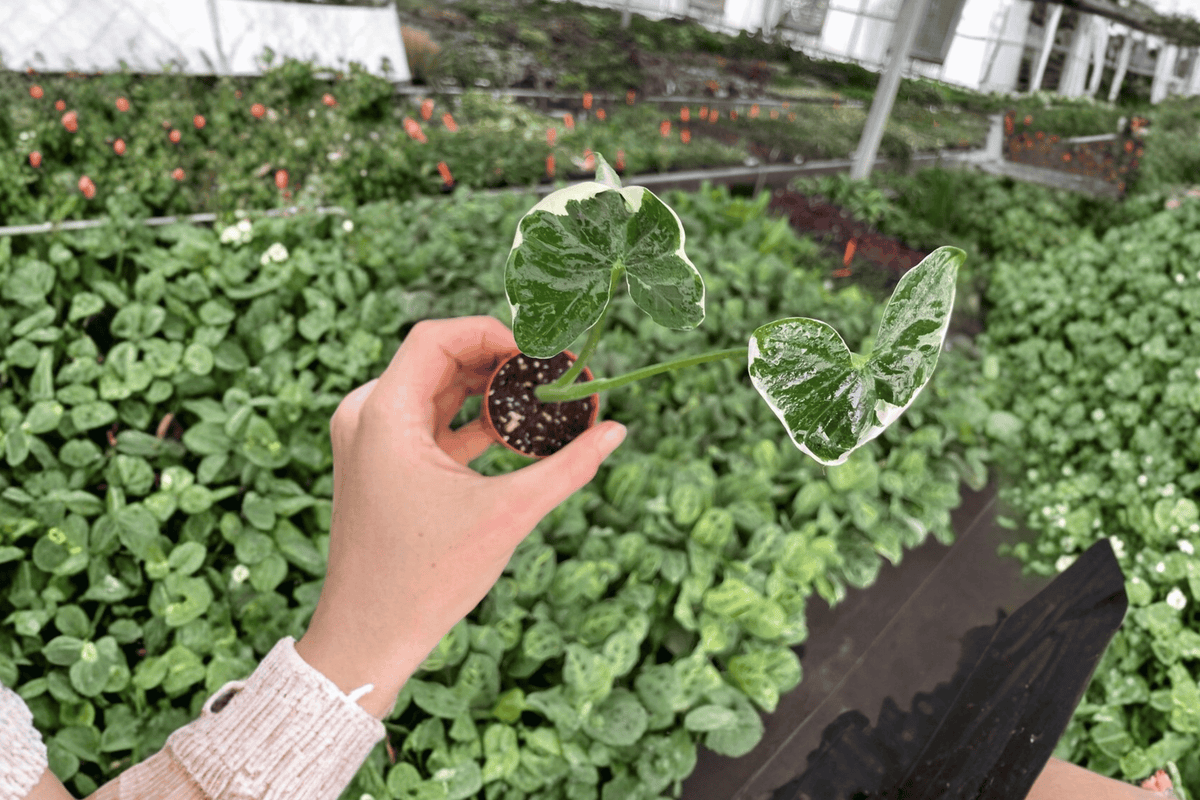 Alocasia Mickey Mouse Variegated Starter Plants (2) - Bare Root | Xanthosoma 'Mickey Mouse'