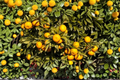Miho Satsuma Mandarin Live Plant - 1 Gallon Seedless Early Ripening Citrus Tree