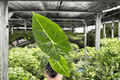 Alocasia Frydek (Micholitziana) 2 Live Plants in 4-Inch Pots – Exact Plants