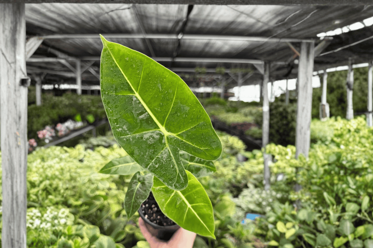 Alocasia Frydek (Micholitziana) 2 Live Plants in 4-Inch Pots – Exact Plants