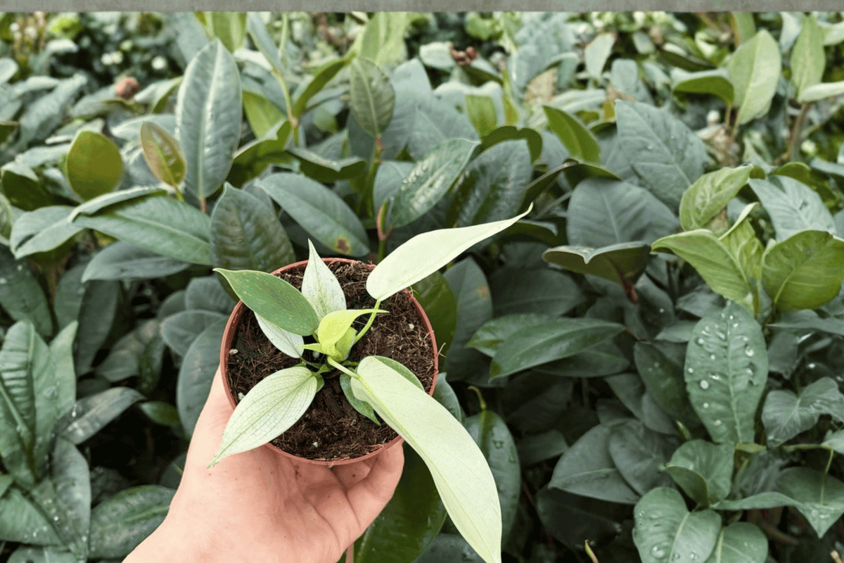 Philodendron Florida Ghost Mint – 2 Bare-Root Live Plants, 4-Inch Pot Size