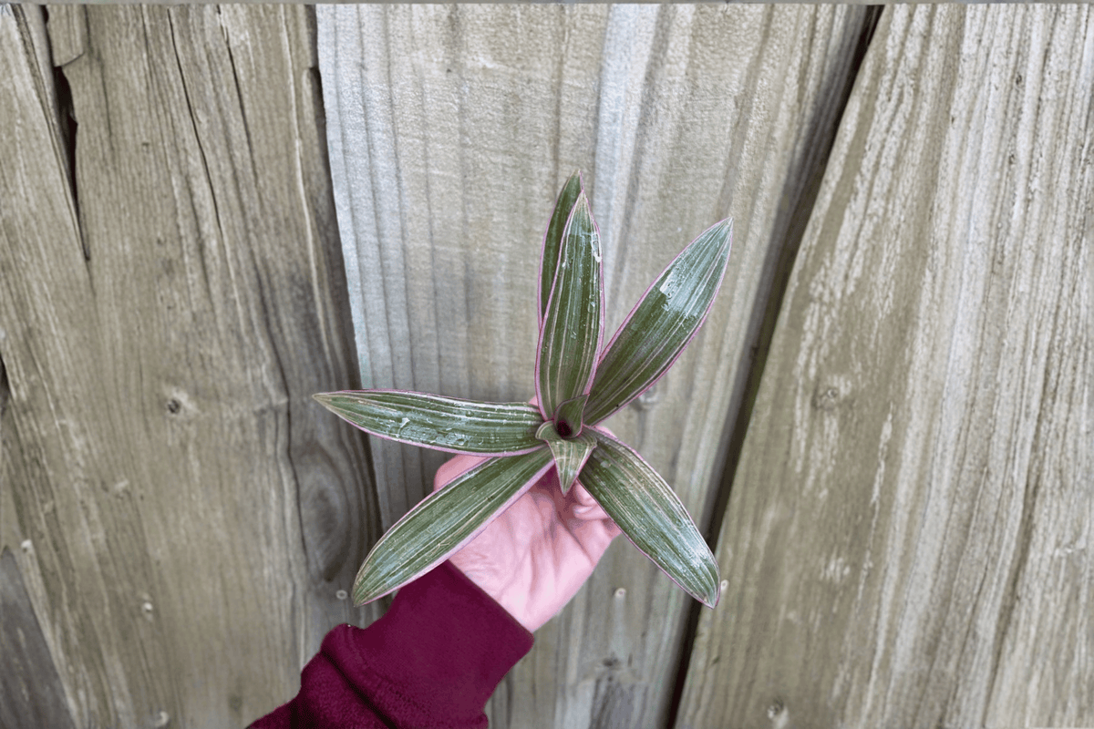 Tradescantia spathacea 'Tricolor' Starter Plants (2) Bare Root