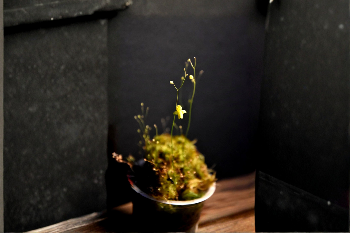 Utricularia subulata Live Bladderwort Plant - 2-Inch Pot (Rooted Starter)