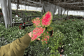Aglaonema Beauty - 2 Live Plants in 4-Inch Pots | Compact Tropical Foliage