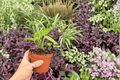 Anthurium AOS × Ferrari - 2 Bare-Root Live Plants, 4-Inch Pot Size
