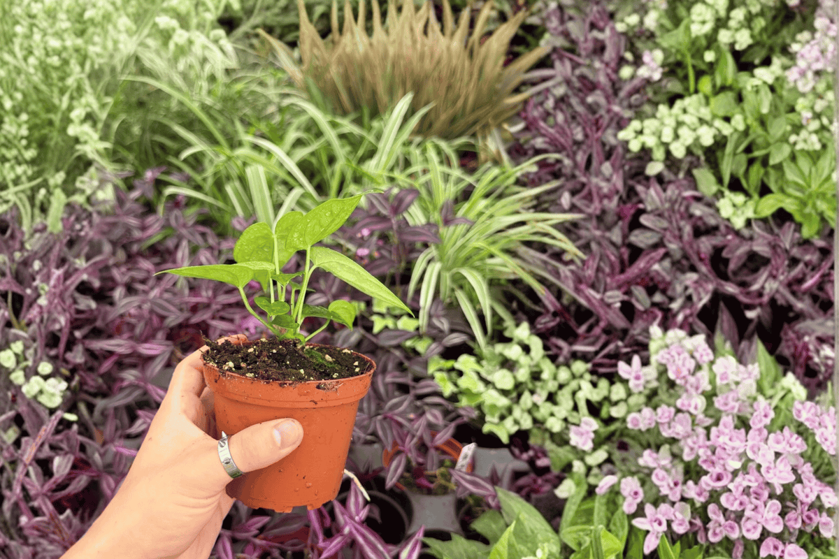 Anthurium AOS × Ferrari - 2 Bare-Root Live Plants, 4-Inch Pot Size