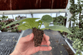 Birth of Galaxy African Violet Starter Plants – Streptocarpus ionanthus (2 Start Pots Not Included)