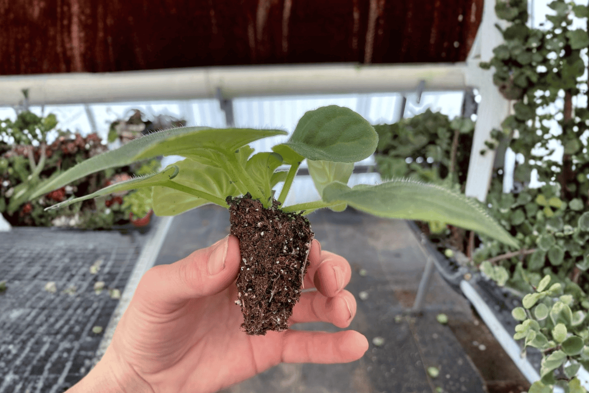 Birth of Galaxy African Violet Starter Plants – Streptocarpus ionanthus (2 Start Pots Not Included)