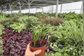 Anthurium Hoffmannii x Green Mamba 4-Inch Pot - 2 Live Plants (Exact Plants)