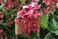 Florinilla 'Arosa' Medinilla Live Starter Plant – Well-Rooted Tropical Ornamental