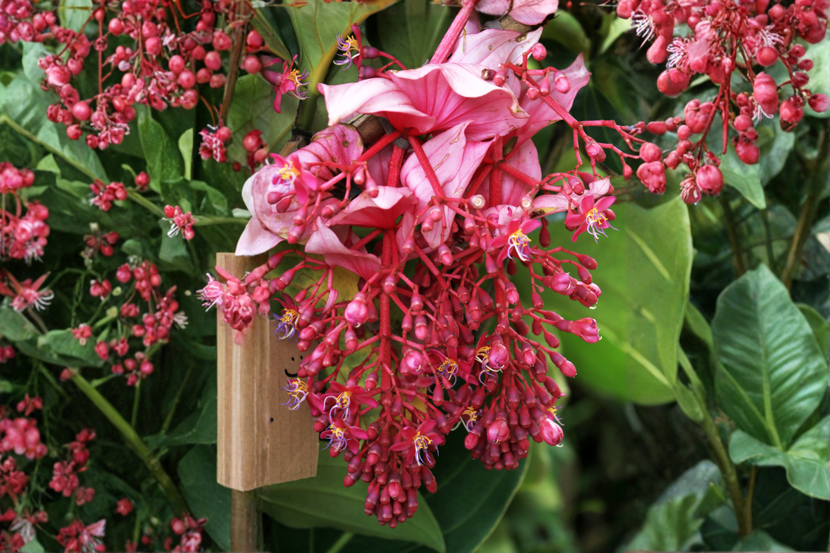 Florinilla 'Arosa' Medinilla Live Starter Plant – Well-Rooted Tropical Ornamental