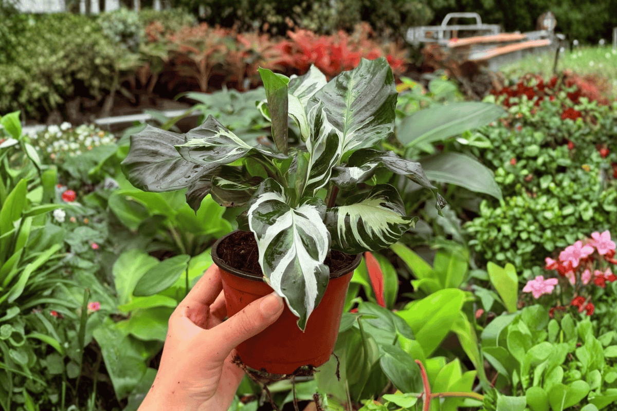Calathea Stella – 2 Live Plants in 4