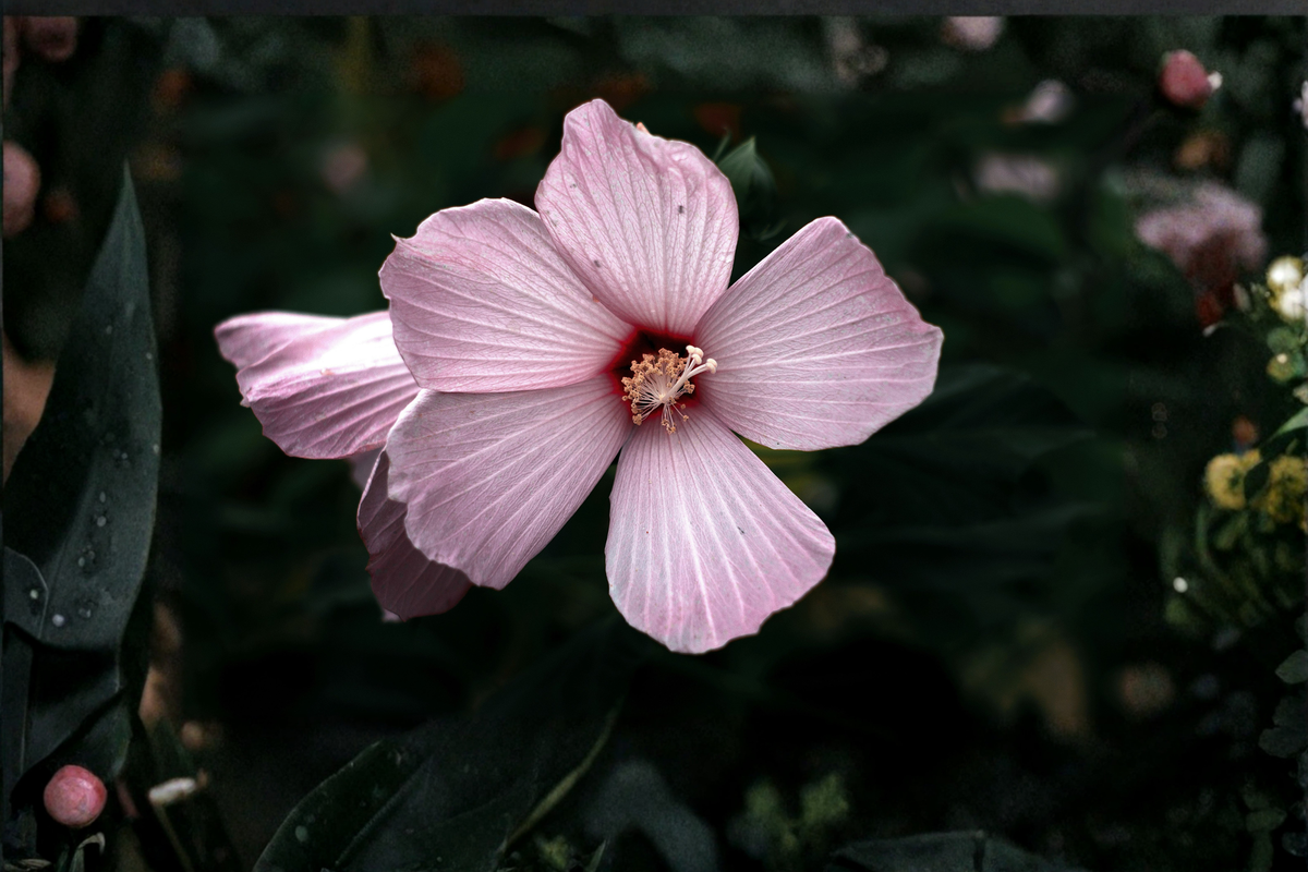 Rose Mallow Hibiscus moscheutos Live Plant – ~20+ Inches Tall