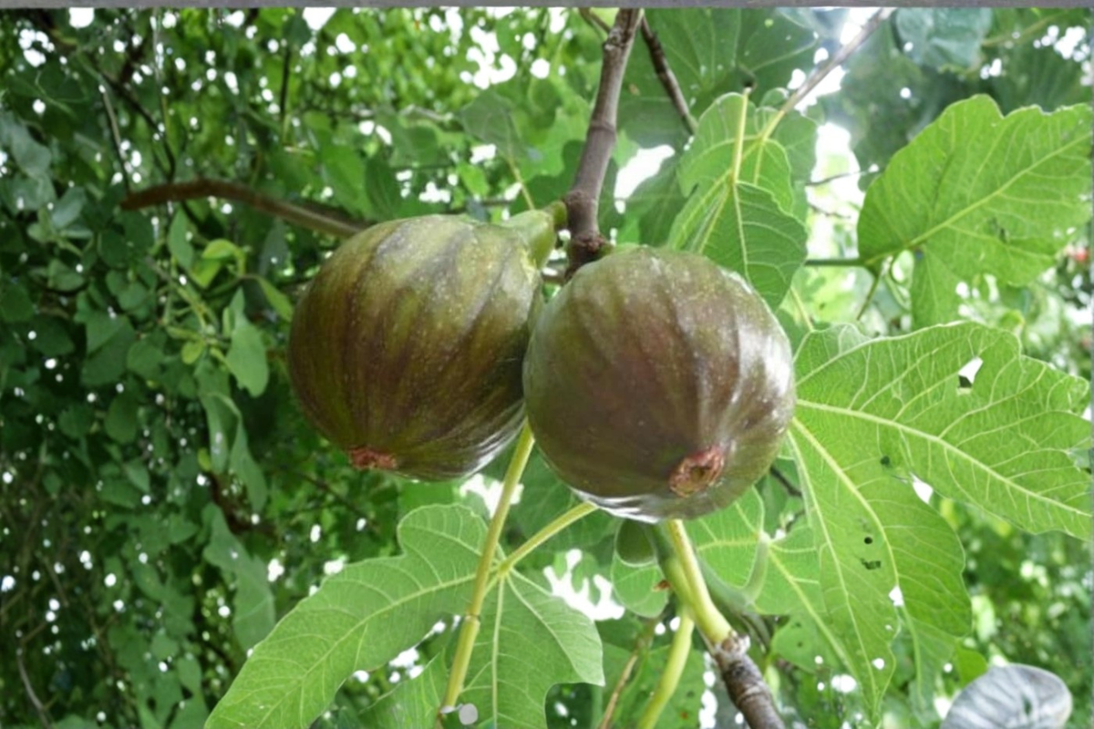 Olympian Fig Tree - Ficus carica 'Olympian' Live 1-Gallon Pot