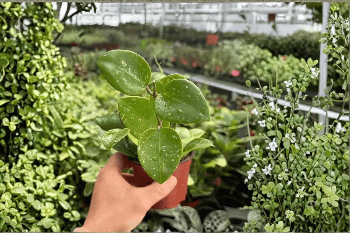 Hoya Parasitica Splash Live Plants - 2 in 4-Inch Pots