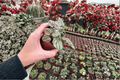 Peperomia Orba — 2 Live Plants in 4-Inch Pots (Fully Established Roots)