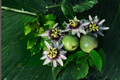 Semi Dwarf Passion Fruit Tree Seeds - 10 Passiflora edulis Seeds