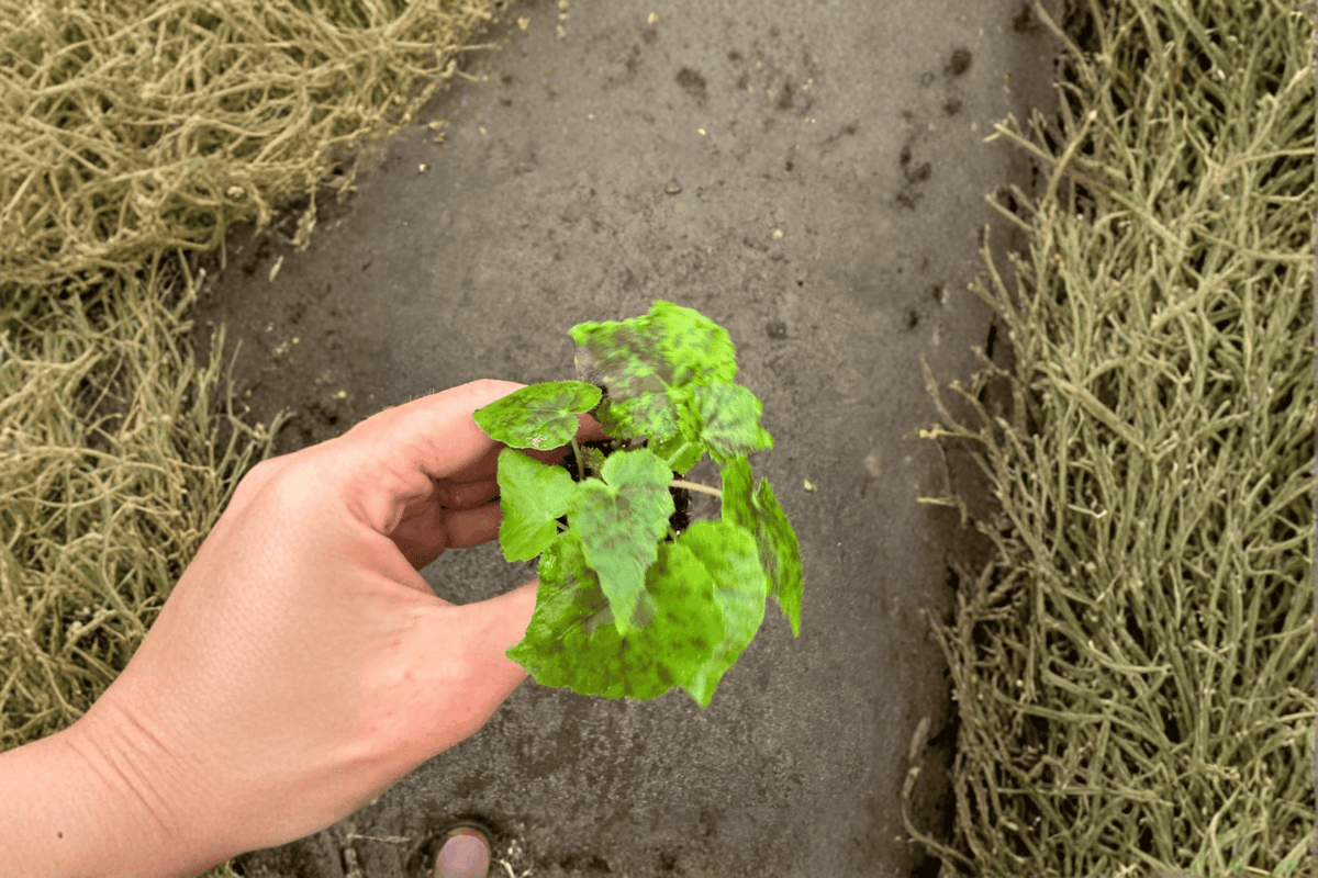 Shy Dancer Begonia Live Starter Plants – 2 Bare Root Begonia 'Shy Dancer' Starter Plants