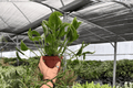 Shangri La Pothos - 2 Live Plants in 4-Inch Pots (Epipremnum aureum ‘Shangri La’)