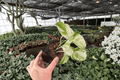 Manjula Pothos (Epipremnum aureum 'Manjula') - 2 Live Plants in 4-Inch Pots