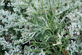 Variegated Hiba Arborvitae Thujopsis dolobrata ‘Variegata’ 8" Live Plant in 4" Pot