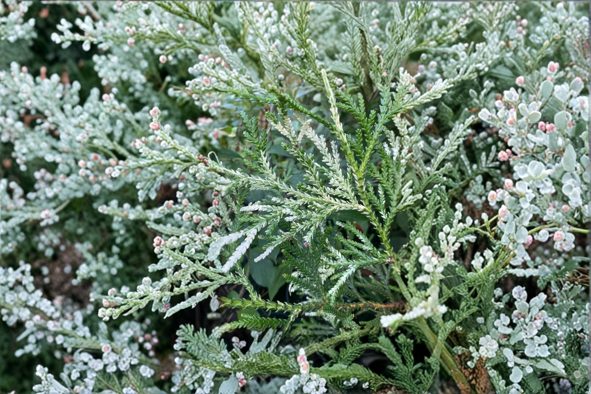 Variegated Hiba Arborvitae Thujopsis dolobrata ‘Variegata’ 8" Live Plant in 4" Pot
