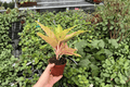 Aglaonema Prakaiphet – 2 Live Plants in 4-Inch Pots